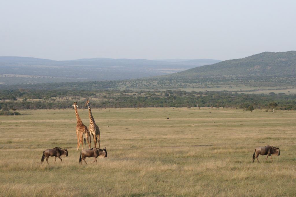 Two giraffes and three wildebeests enjoying the sunrise in the Mara plains. In the background some soft hills are covered with bushes and trees.