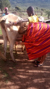 European woman is learning how to milk the cows. She is observed by the Maasai women.