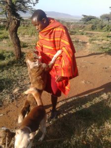 A Maasai man is playing with his three dogs. One of them is jumping on his leg.