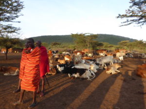 Three Maasai Men are standing in their village in front of their cows, that are relaxing in the evening sun.