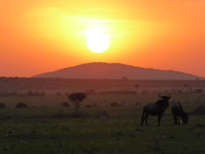 Two Wildebeests are grazing in front of the setting sun in the Maasai Mara. The sky is orange and red, the Wildebeests appear dark against the light. A Gazelle is grazing a bit far away from the two.