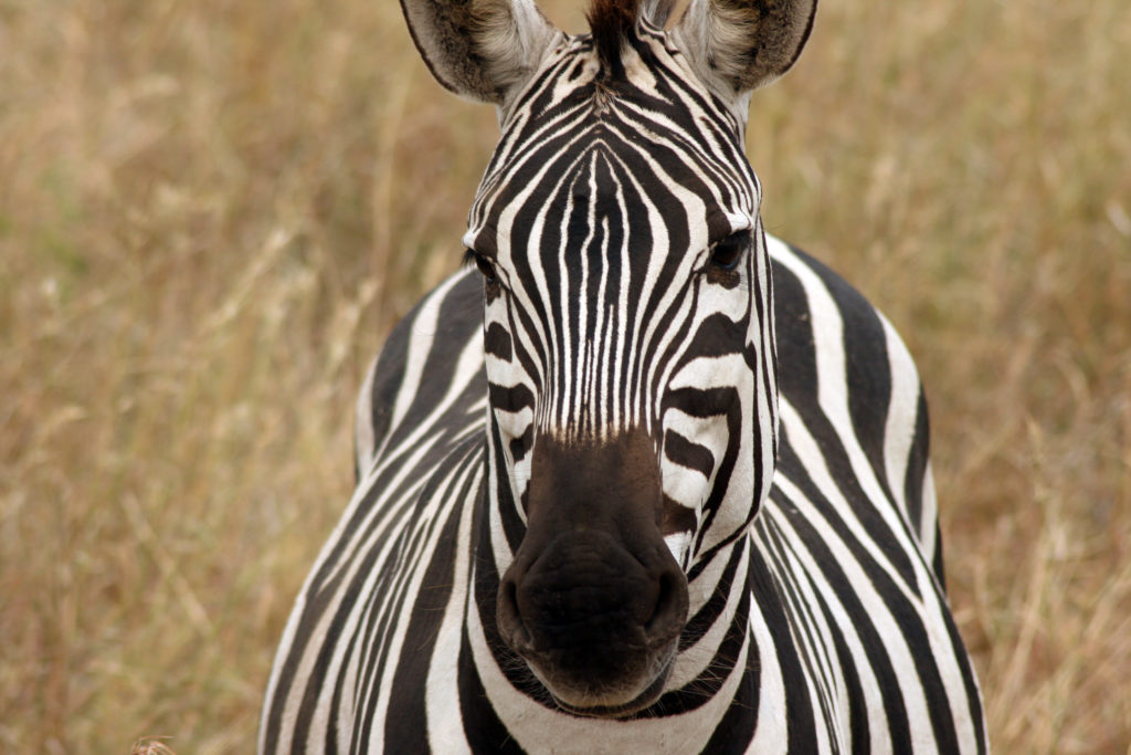 A Zebra standing in the savannah and looking into the camera.