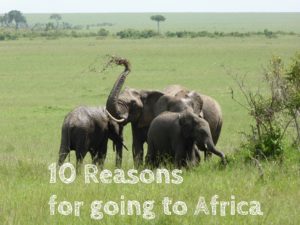 Reasons to visit Africa: Four elephants are enjoying a mud bath in a beautiful green landscape. The biggest elephant is using it's trunk to throw mud on it's back.
