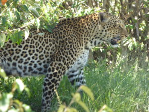 Leopard on the hunt 3