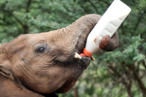 A baby calf is drinking its bottle of milk. With the help of its trunk it doesn't even need a human to assist with drinking.