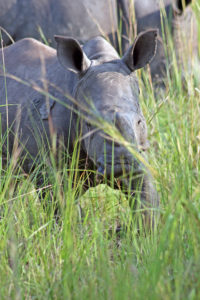 White Rhino calf