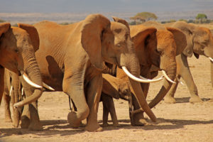 Amboseli Elephants1