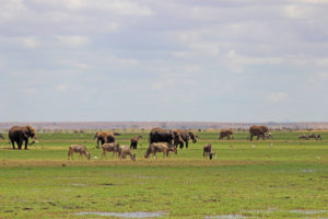 Amboseli landscape