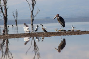 Birds in Nakuru