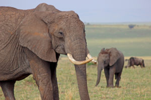 Elephant Calf and Wilderbeest