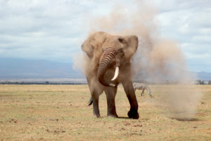 Elephant Dust bath