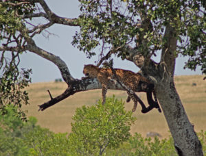 Find the Big 5 in the Mara