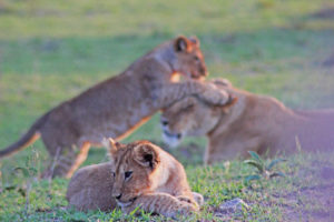 Lion Cub in the foreground