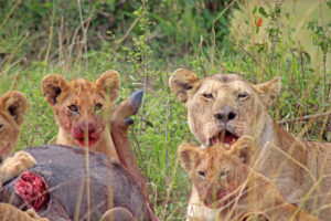 Lion cub with bloody mouth