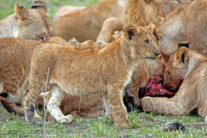 Lion cub with hungry familiy
