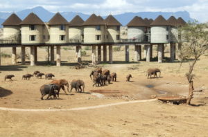 Salt Lick Tsavo West