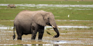 Elephants in Amboseli