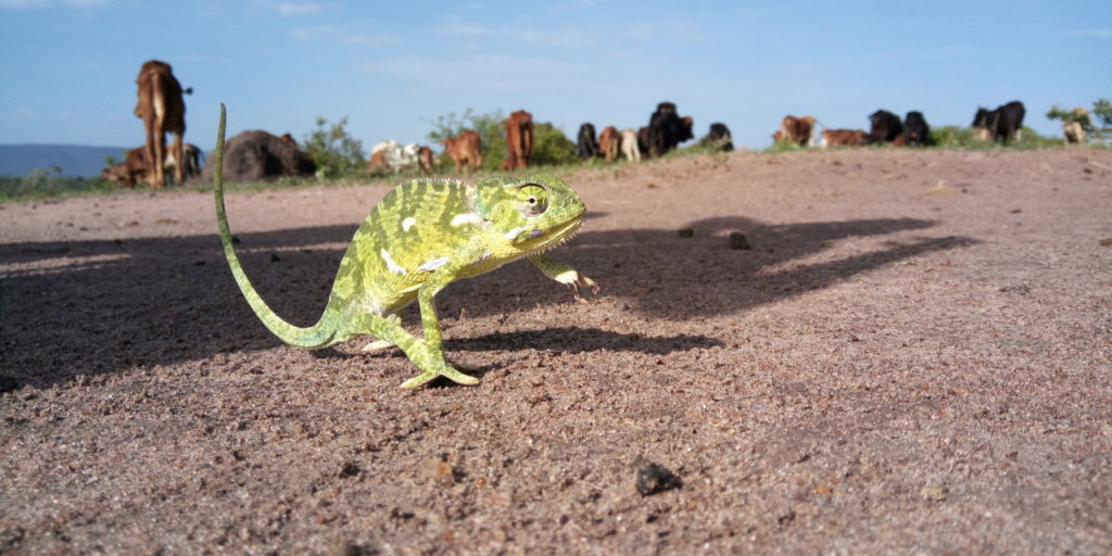 A neon green chamaleon walking on brown sand, one feet in the air. In the back you see a herd of Maasai cows grazing.