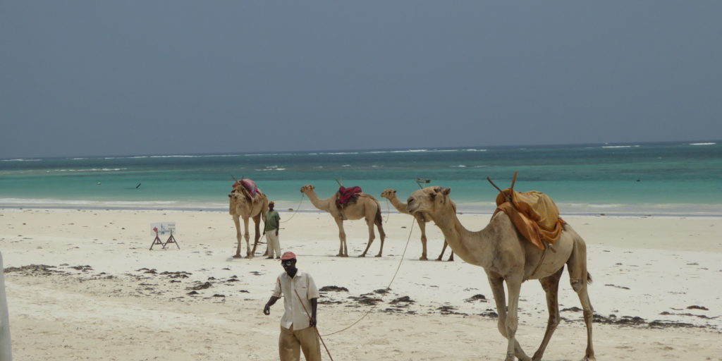 Diani Beach Camels