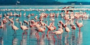 Many pink Flamingos fishing in the Lake Nakuru in Kenyas Rift Valley. Two Flamingos are flying to the right.