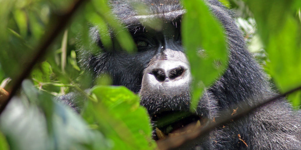 Gorilla in Uganda