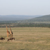 Two giraffes and three wildebeests enjoying the sunrise in the Mara plains. In the background some soft hills are covered with bushes and trees.