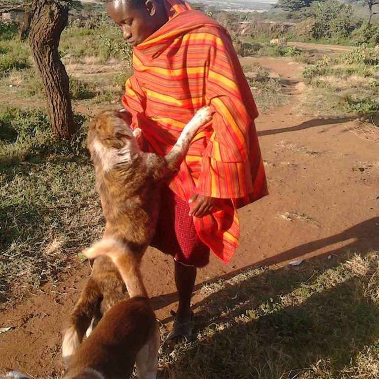 A Maasai man is playing with his three dogs. One of them is jumping on his leg.
