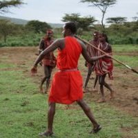 Experience Maasai culture in Kenya. Maasai man in red shukas is about to throw a long speer. Other warriors watch him in the background.